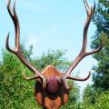 Elk Antler mount Elk Antler mount